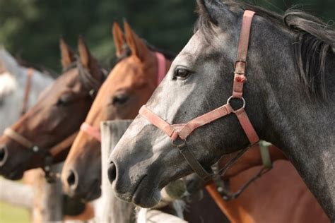 kentucky derby 2022 contenders